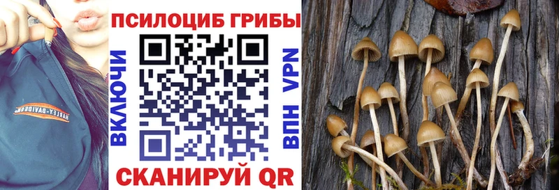 Псилоцибиновые грибы Cubensis  кракен зеркало  Гдов 